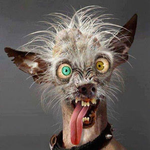 Meet your Posher, Hector